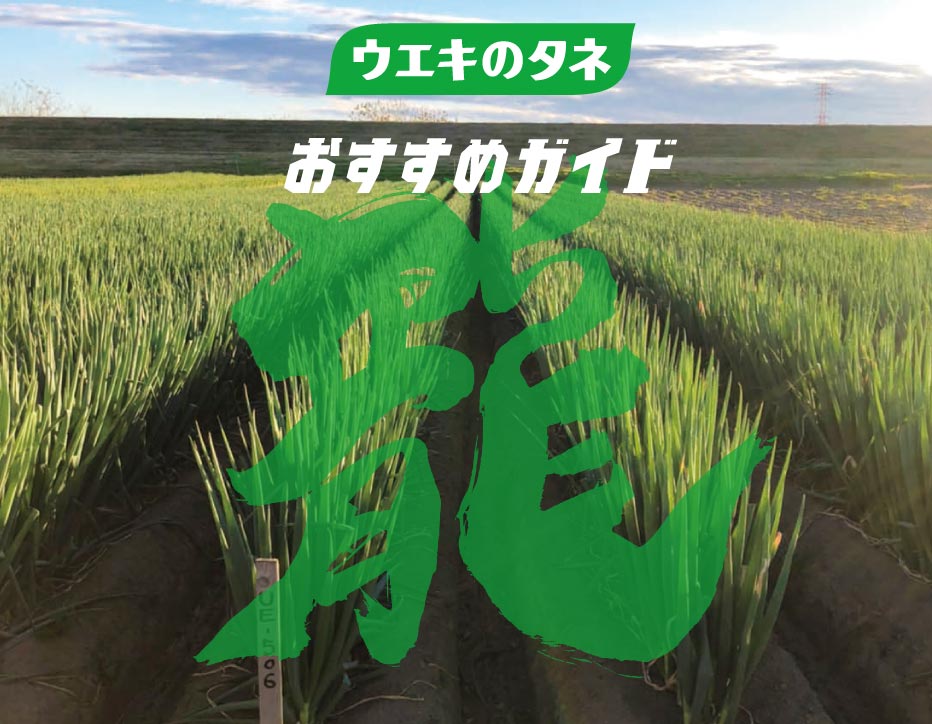 2025年ウエキの春まき野菜おすすめ品種