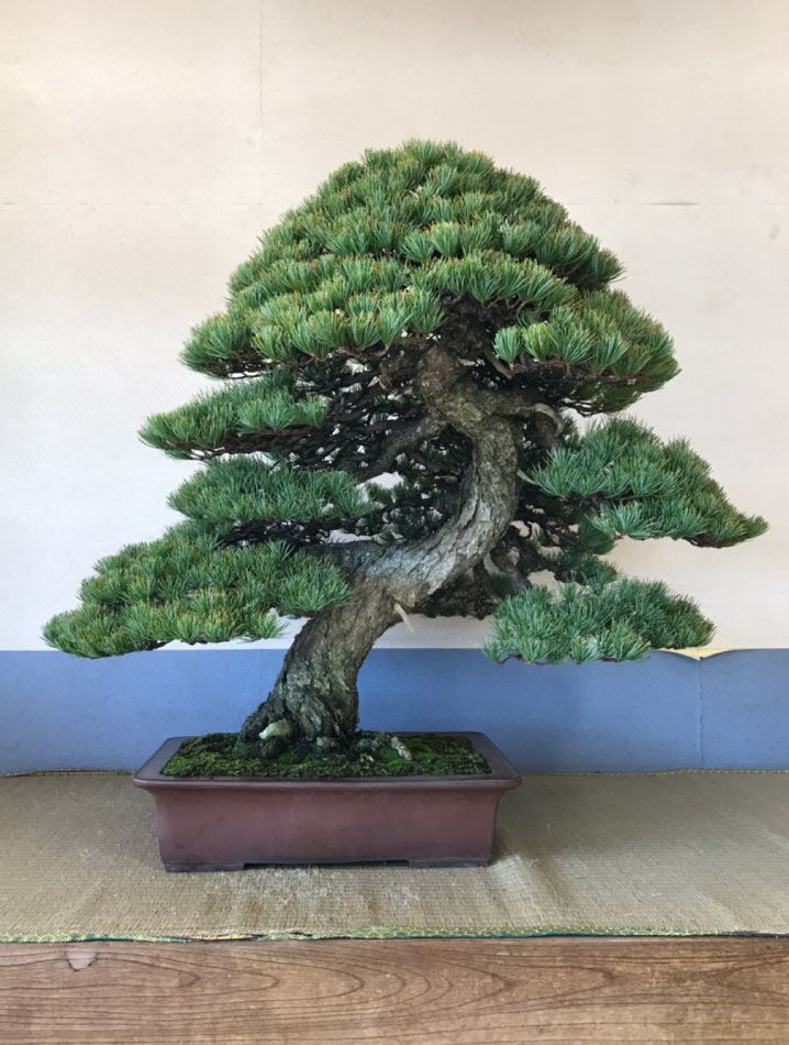 Bonsai image