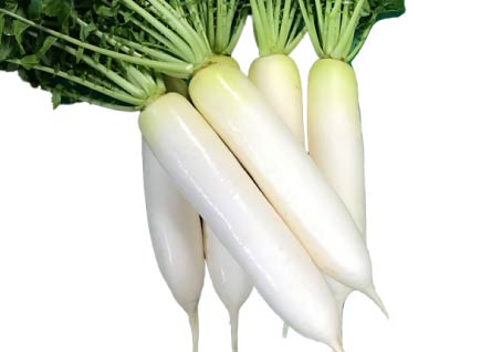 Radish Daikon photo