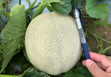 Cantaloupe photo