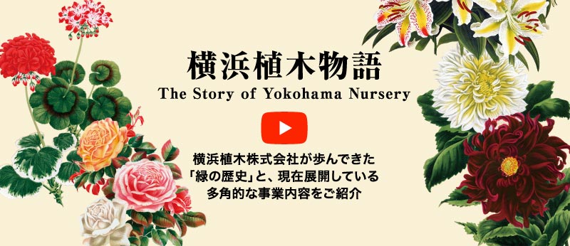横浜植木物語横 浜植木株式会社が歩んできた「緑の歴史」と、現在展開している多角的な事業内容をご紹介