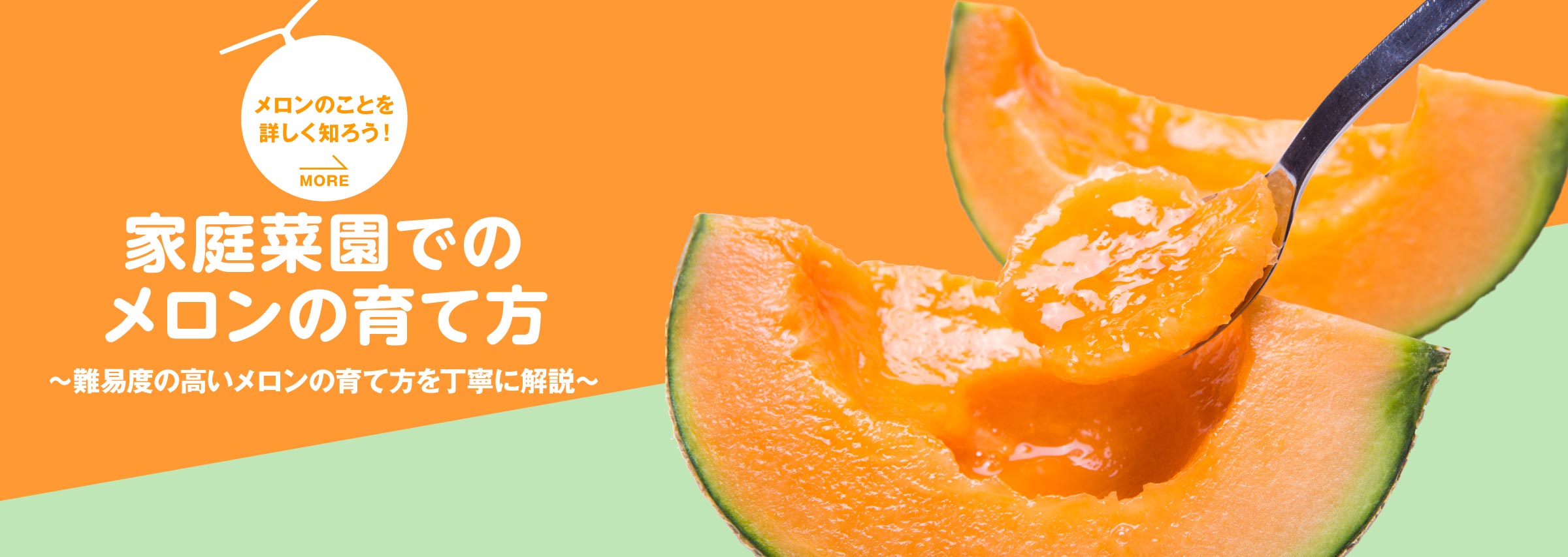 家庭菜園でのメロンの育て方