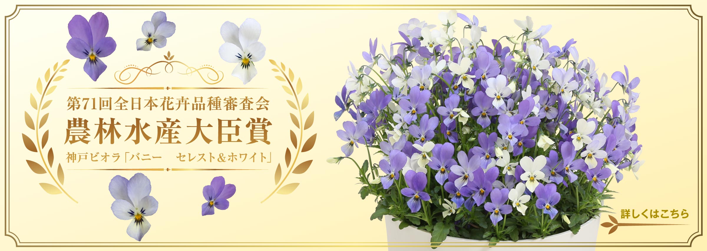 第71回全日本花卉品種審査会 農林水産大臣賞 神戸ビオラ「バニー セレスト&ホワイト」