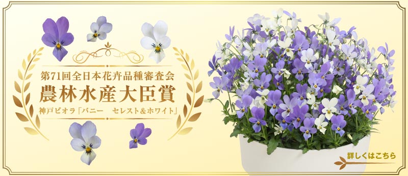 第71回全日本花卉品種審査会 農林水産大臣賞 神戸ビオラ「バニー セレスト&ホワイト」