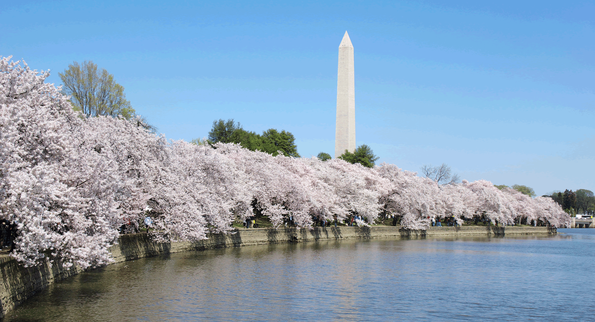 歴史を訪ねる ポトマック河畔の桜並木 ウエキのライフスタイル