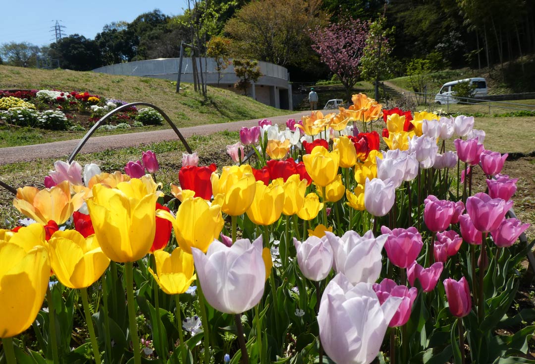 師岡町梅の丘公園