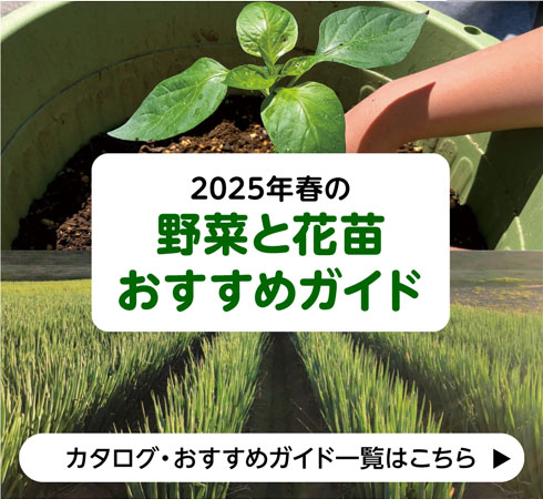 2025年春の野菜と花苗おすすめガイド